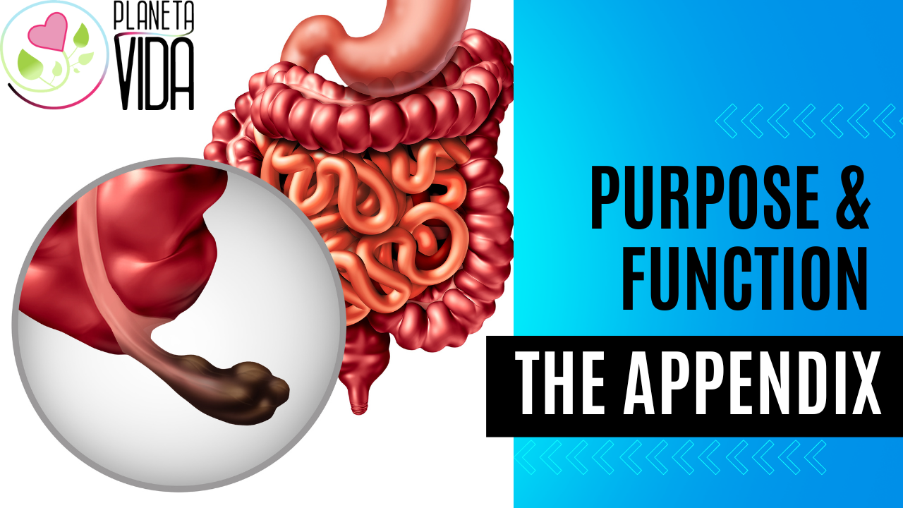 Q27 - The purpose and function of the appendix - EN